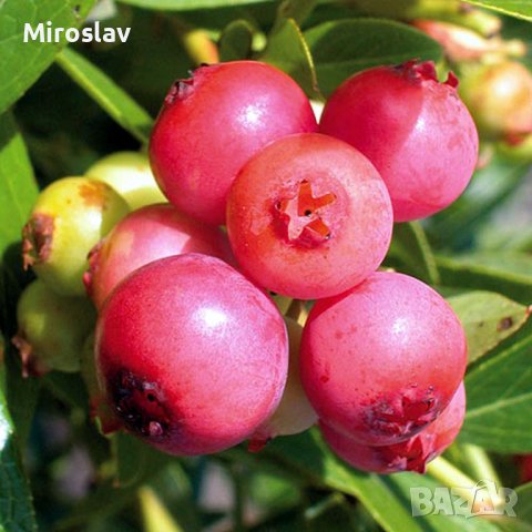 Боровинка/Розова-(pink lemonade), снимка 6 - Градински цветя и растения - 40291673