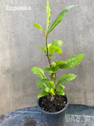 Магнолия Мерил 