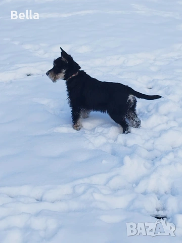 Мини шнауцер , снимка 9 - Други - 53119397