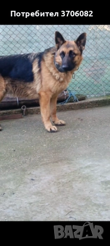Продавам немска овчарка на година и половина не е агресивен към хора кучето е кастрирано, снимка 5 - Немска овчарка - 52745775