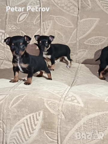 Пинчер мини , снимка 2 - Пинчер - 52934252