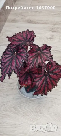 Бегония Red/black , снимка 1