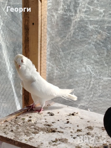 Продавам капуцини, снимка 3 - Гълъби - 53149817