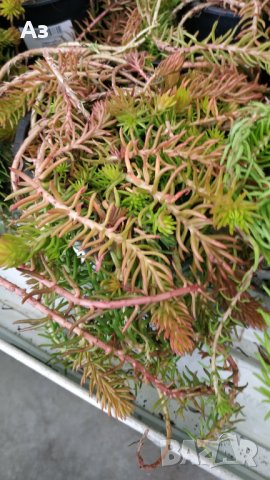 Продавам цветя за бордюр - 4 вида, снимка 11 - Сортови семена и луковици - 21696387