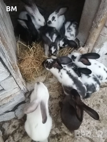 Зайци на 3 месеца, снимка 1