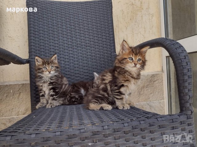 Мей кун мъжки и женски котенца, снимка 4 - Мейн кун - 36944643
