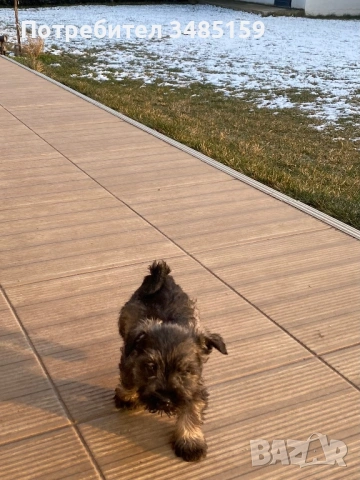 Мини Шнауцер ,Цверг Шнауцер, снимка 5 - Други - 53142237