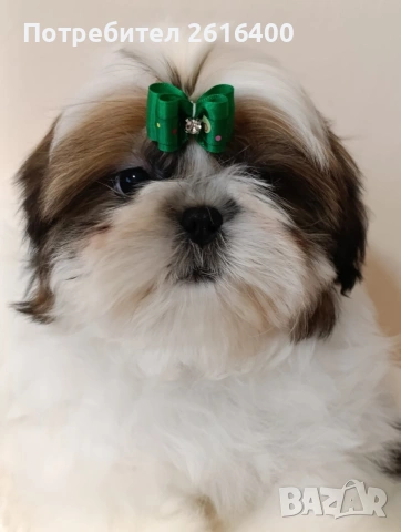 момче и момиче Ши Тцу, снимка 7 - Ши Тцу - 53187515