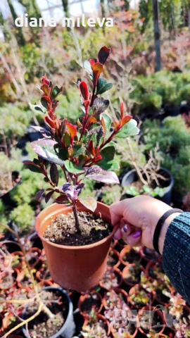  Фотиния Литъл Ред Робин, Photinia fr. Little Red Robin, снимка 8 - Градински цветя и растения - 43806136