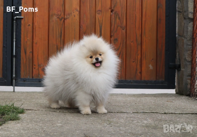 Страхотно момченце померан с родословие FCI, снимка 12 - Померан - 52918943