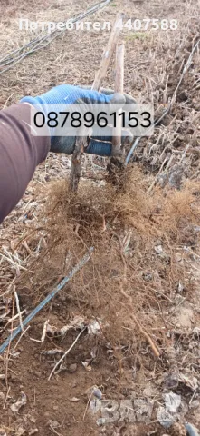 Разсад ягоди целогодишни , снимка 15 - Разсади - 49716826