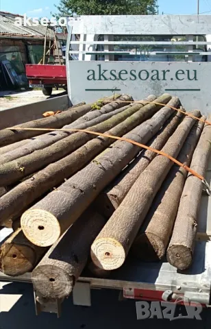 400 Качествени семена от медоносно дърво пауловния томентоса за пчелари дървен материал и сянка , снимка 4 - Сортови семена и луковици - 50391176