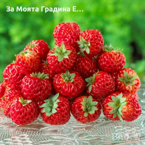 Ягода 🍓 Малина 