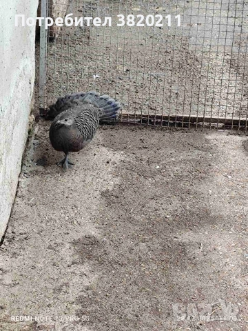 Продавам млада женска Паунова фазанка от 2025г., снимка 5 - Папагали - 52918770