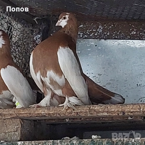 Продавам гълъби, снимка 3 - Гълъби - 52724895