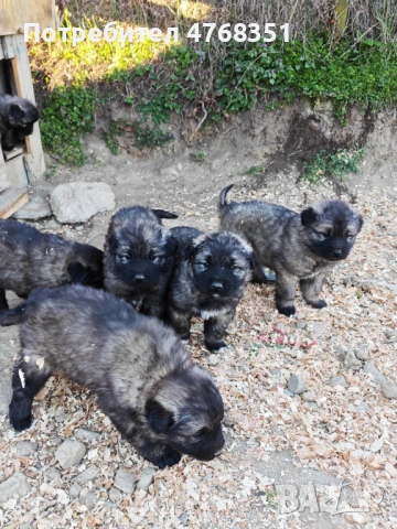 Чистокръвни шарпланинци, снимка 5 - Други - 53868200