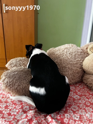 джак ръсел 2712251847, снимка 9 - Джак ръсел териер - 52914484