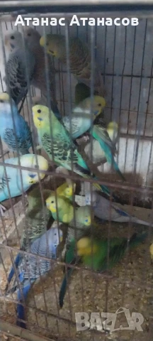 Вълнисти папагали , снимка 3 - Папагали - 51269137