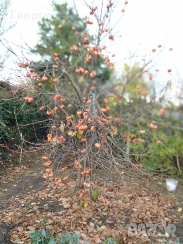 Продавам райска ябълка 