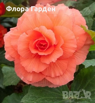 БЕГОНИЯ - Грудки/ ПРЕДВАРИТЕЛНИ ПОРЪЧКИ, снимка 4 - Сортови семена и луковици - 49235759