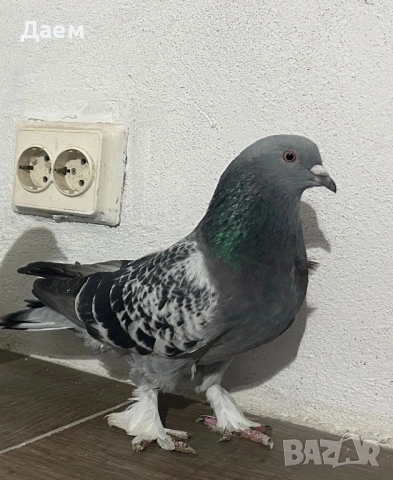 Мардини Турски за Игра ! , снимка 5 - Гълъби - 53820172