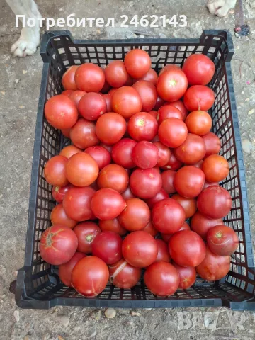 Продавам розов домат