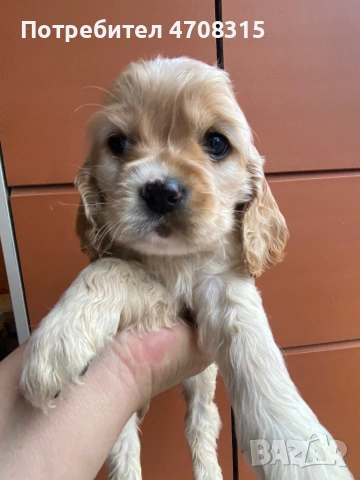 Кокер шпаньол игриво момченце