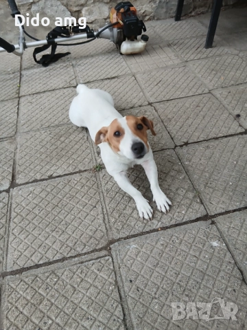 Джак ръсел за разплот, снимка 2 - Джак ръсел териер - 51892583