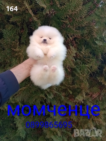 Померани. Момче и момиче. Снимки от 09.03.26 г. , снимка 2 - Померан - 53768049