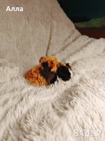 Соски свинчета альпако. С дълга къдрава коса. , снимка 3 - Морски свинчета - 52861716