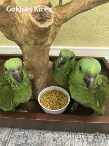 Папагали Жълтотила Амазона, снимка 7 - Папагали - 50919056