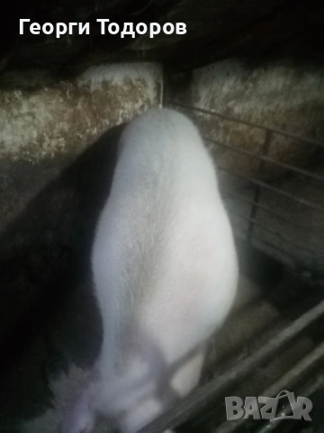 Прасе 300кг, снимка 2 - Прасета - 53689192