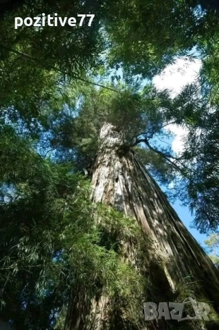 Продавам Имот с Вила на Кенана -Хасково, снимка 11 - Вили - 51552839