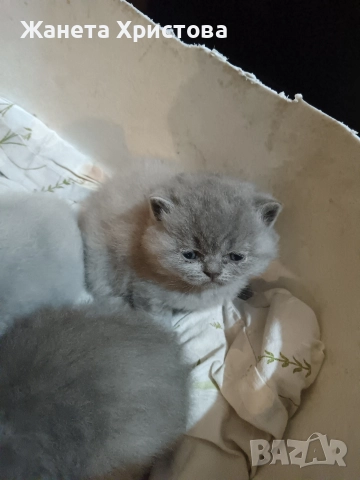 Продавам малки британски късокосмести котета 