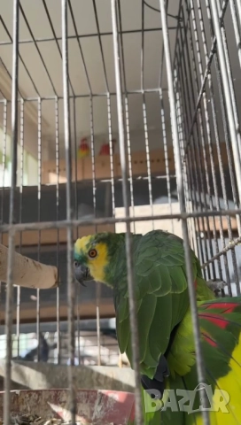 Продава женска синьочела амазона, снимка 8 - Папагали - 52946239