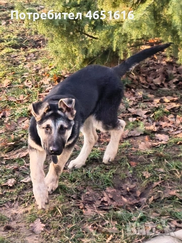 Източно Европейска овчарка момче , снимка 6 - Други - 53642551