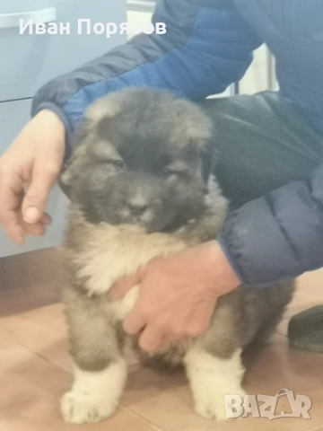 Кавказка овчарка , снимка 3 - Кавказка овчарка - 53124453