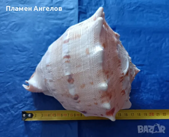 Голяма естествена раковина"Рогат шлем" (Cassis cornuta). , снимка 7 - Декорация за дома - 56204160