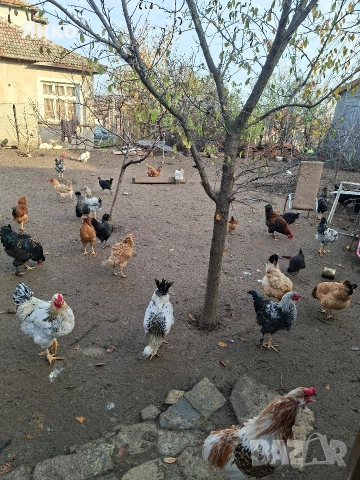 Кокошки,Петли,Ярки,Пилета, снимка 2 - други­ - 52746873