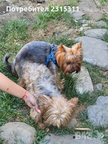 мъжко и женско йорки, снимка 4 - Йоркширски териер - 53089504
