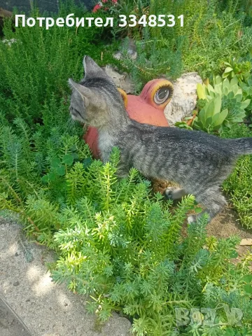 Коте на около два месеца търси дом, снимка 3 - За котки - 55879219