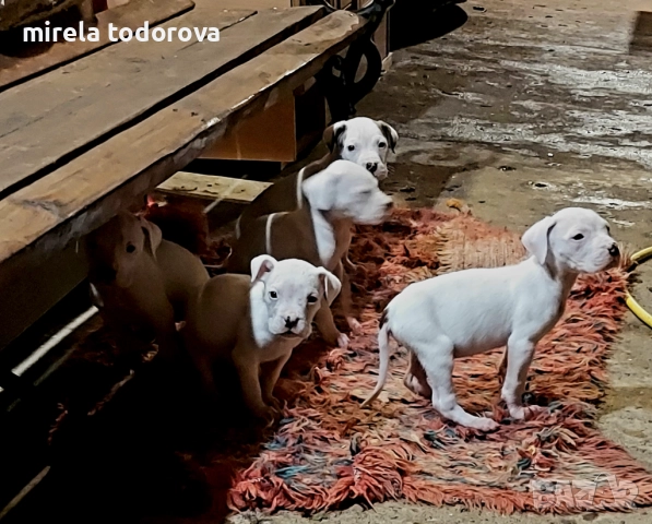 Дого Аржентино , снимка 12 - Дого аржентино - 52413341