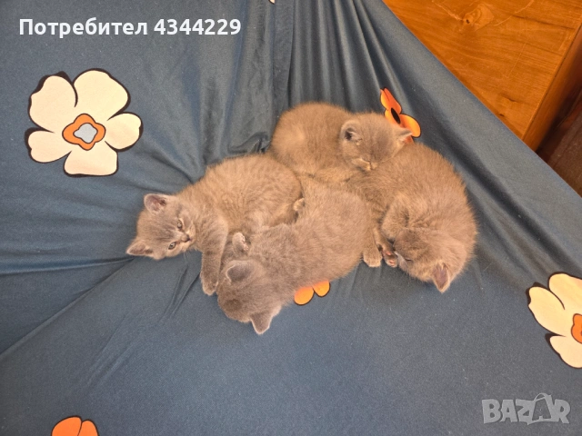 Продавам Британски  сиви късокосмести котенца, снимка 4 - Британска късокосместа - 53067113