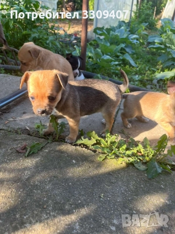 пинчери , снимка 3 - Пинчер - 52156689