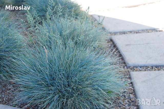 Фестука (синя трева), снимка 5 - Градински цветя и растения - 41503294