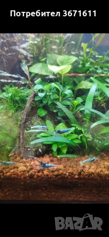 Скариди blue bolt