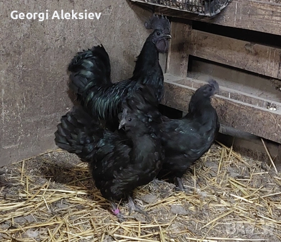 Разплодни яйца от Аям кемани, снимка 7 - Кокошки и пуйки - 53262175