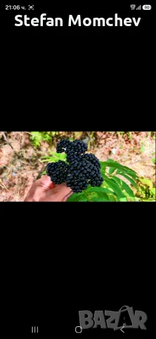 Сироп от черен бъзак, снимка 2 - Домашни напитки - 55944029