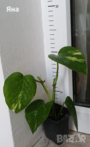 Епипремнум ауреум, Дяволски бръшлян -Цвете на парите, снимка 7 - Стайни растения - 46529171