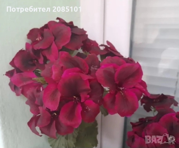 Цветя, снимка 4 - Стайни растения - 52168331